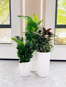 宁波北仑花卉出租优质推荐，速来围观！